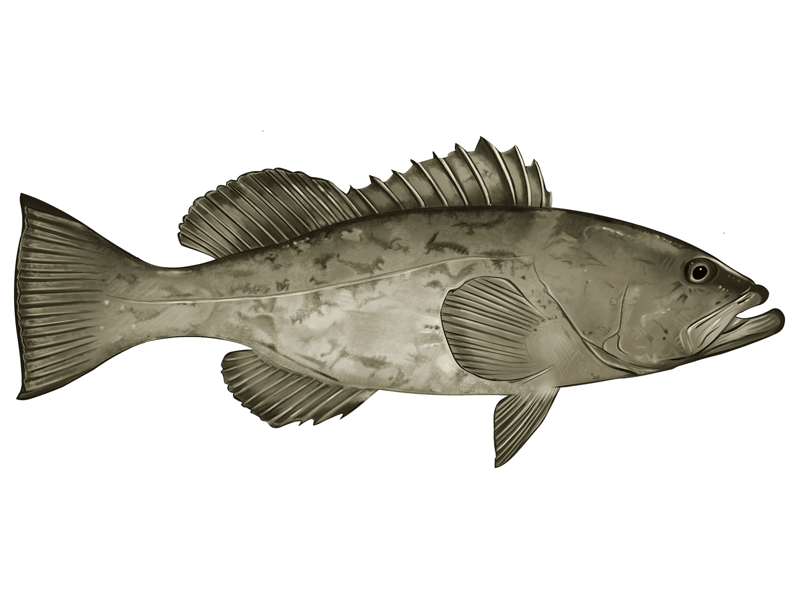 Gag Grouper